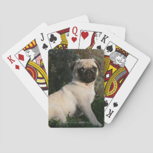 Fawn Pug Puppy Sitting Playing Cards