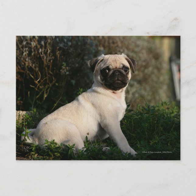 Fawn Pug Puppy Sitting Postcard (Front)