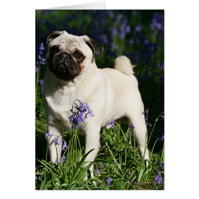 Fawn Pug Standing in the Bluebells (Front)