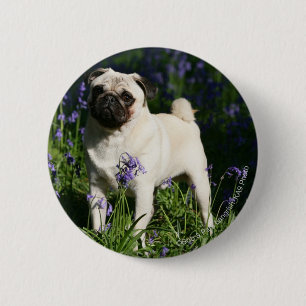 Fawn Pug Standing in the Bluebells 6 Cm Round Badge