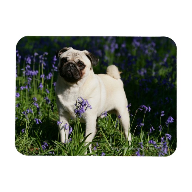 Fawn Pug Standing in the Bluebells Magnet (Horizontal)