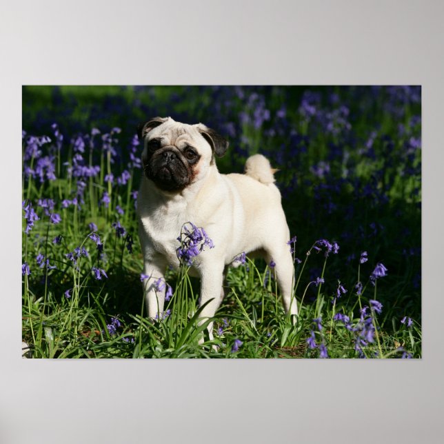 Fawn Pug Standing in the Bluebells Poster (Front)