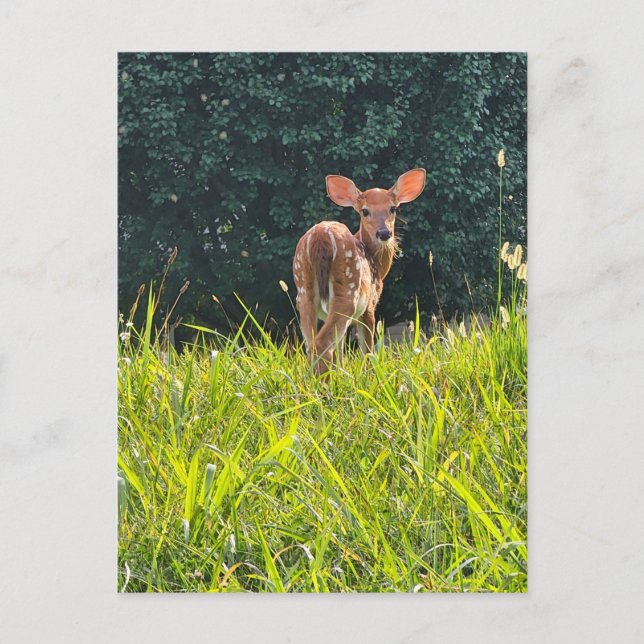 Fawn Standing in the Grass Postcard (Front)
