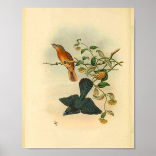 Fawn Tailed Red Flycatcher Bird Vintage Print