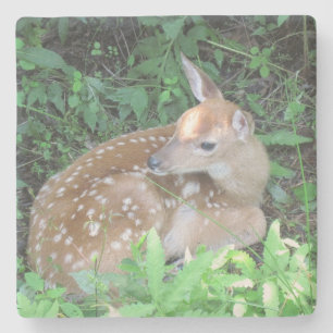 Fawn Waiting For Mum Stone Coaster