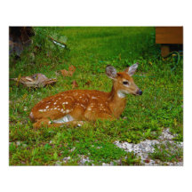fawn whitetail deer