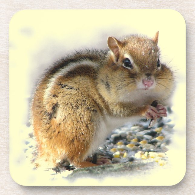 Feasting Chipmunk Coaster (Front)