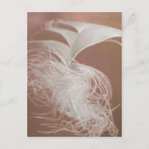 Feather Art Postcard