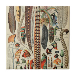 Feather Bird Wildlife Antique Feathers Ceramic Tile