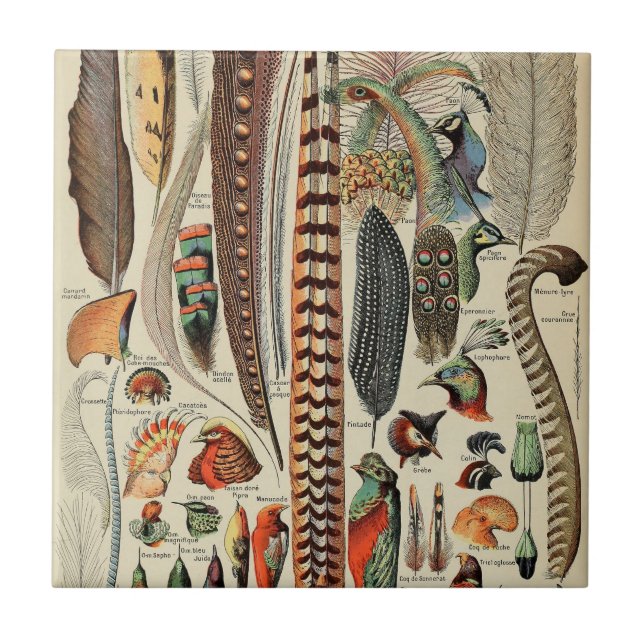 Feather Bird Wildlife Antique Feathers Ceramic Tile (Front)