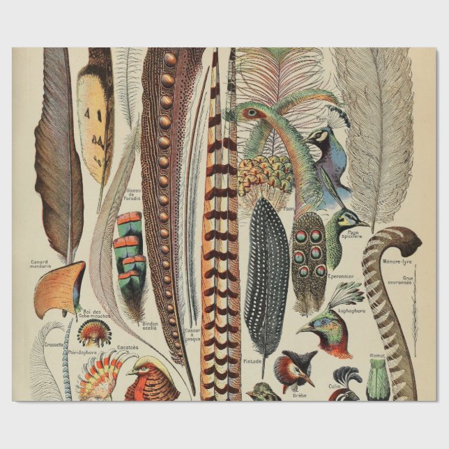 Feather Bird Wildlife Antique Feathers Wrapping Paper (Flat)