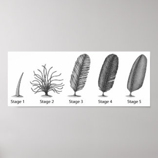Feather Evolution Print