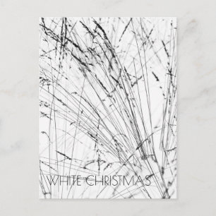 Feather Grass In Snow Vertical Holiday Postcard
