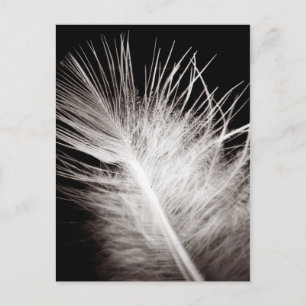 Feather Postcard