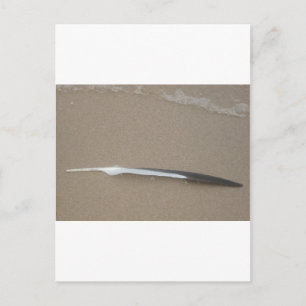 Feather Postcard