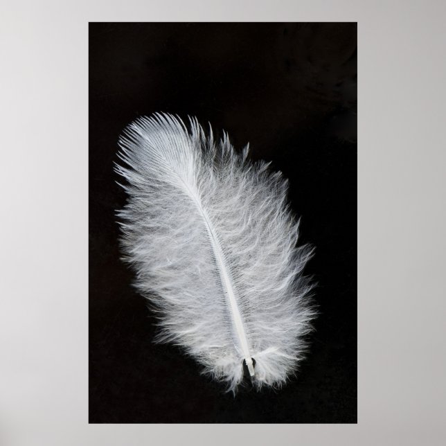 Feather Poster (Front)