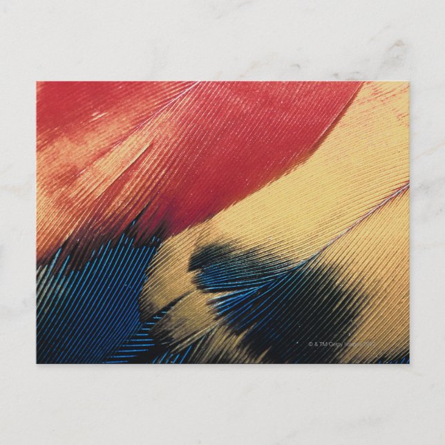 Feather surface 3 postcard (Front)