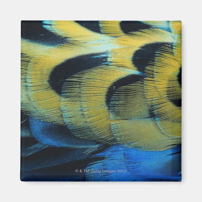 Feather surface 4 magnet (Front)