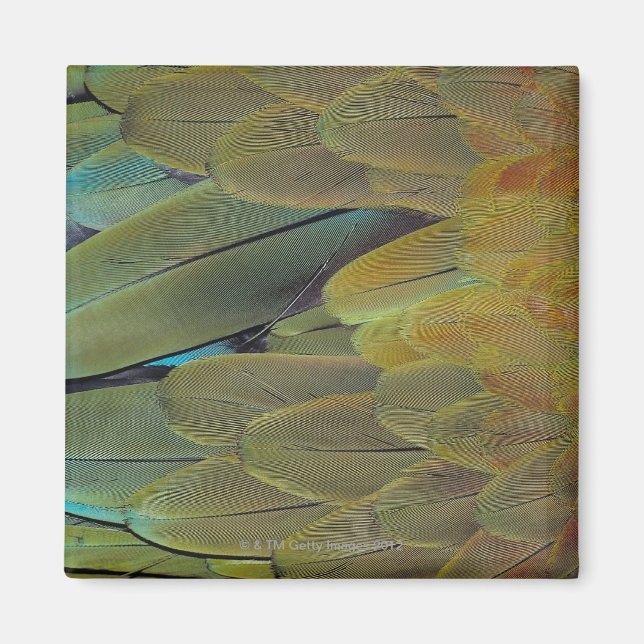 Feather surface magnet (Front)