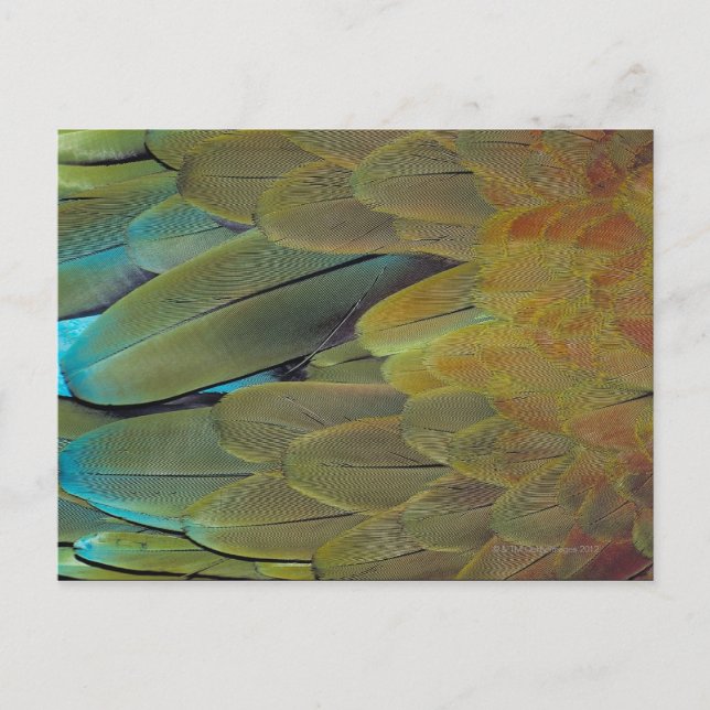 Feather surface postcard (Front)