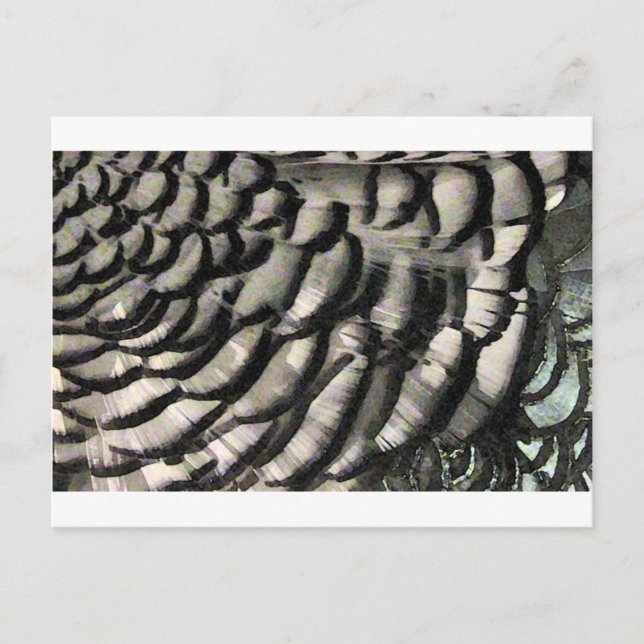 FEATHER TEXTURE POSTCARD (Front)