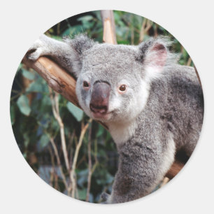 Featherdale Wildlife Park, Koala Bears Classic Round Sticker