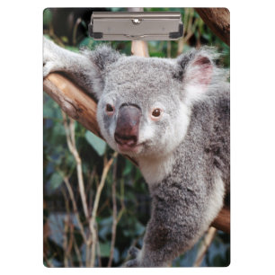 Featherdale Wildlife Park, Koala Bears Clipboard