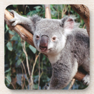 Featherdale Wildlife Park, Koala Bears Coaster