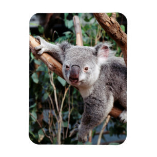 Featherdale Wildlife Park, Koala Bears Magnet