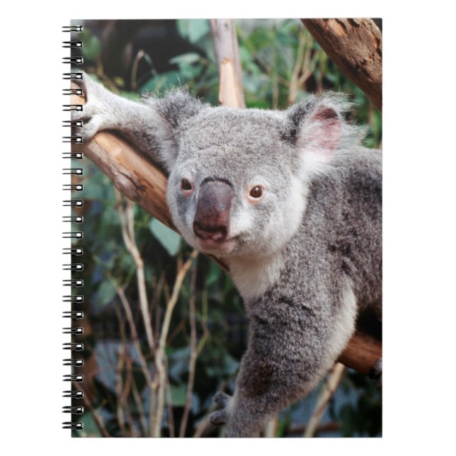 Featherdale Wildlife Park, Koala Bears Notebook (Front)