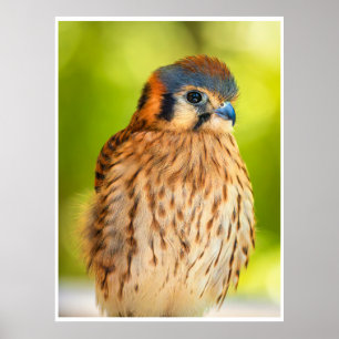 Feathered Ember: The Watchful Kestrel Poster