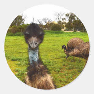 "Feathered Interruption: The Great Emu Photobomb" Classic Round Sticker