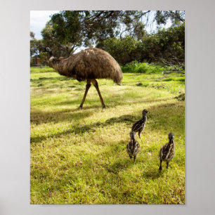 "Feathers and Footsteps: Father Emu With Chicks Poster