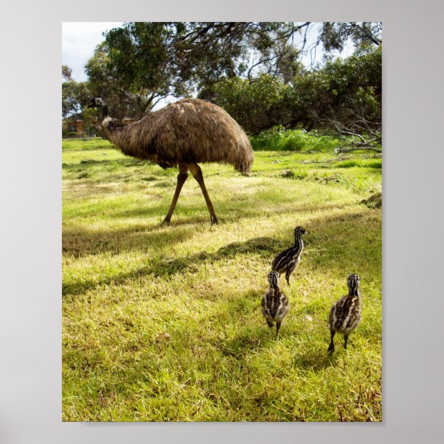 "Feathers and Footsteps: Father Emu With Chicks Poster (Front)
