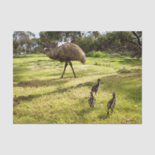 Feathers and Footsteps:  Father Emu's With Chicks Tissue Paper