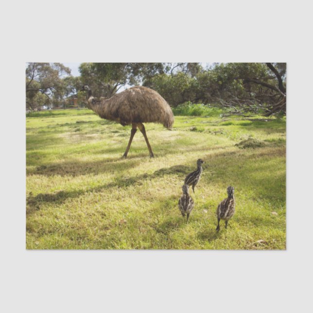 Feathers and Footsteps:  Father Emu's With Chicks Tissue Paper (Front)