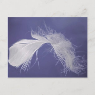 Feathers are symbols of spirituality postcard
