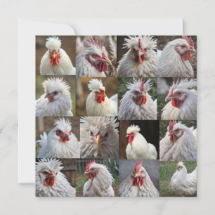 "Feathers in Focus: A White Chicken's Portrait"