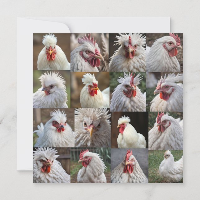 "Feathers in Focus: A White Chicken's Portrait" (Front)