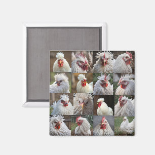 "Feathers in Focus: A White Chicken's Portrait" Magnet