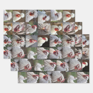 "Feathers in Focus: A White Chicken's Portrait" Wrapping Paper Sheet