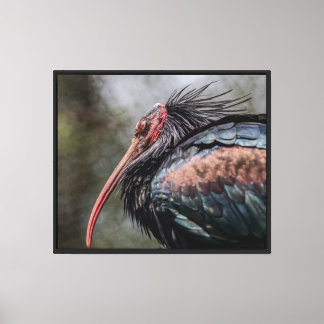 Feathers of intrigue Stretched Canvas Print