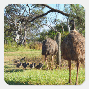 "Feathers of Pride: Emu Parents with Their Chicks" Square Sticker