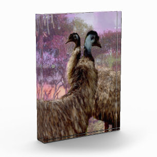 "Feathers of Romance: The Courtship of the Emus" Photo Block