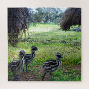 "Feathers of the Future: Three Baby Emu Chicks" Jigsaw Puzzle