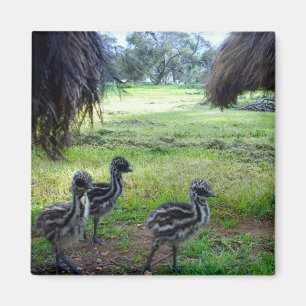"Feathers of the Future: Three Baby Emu Chicks" Magnet