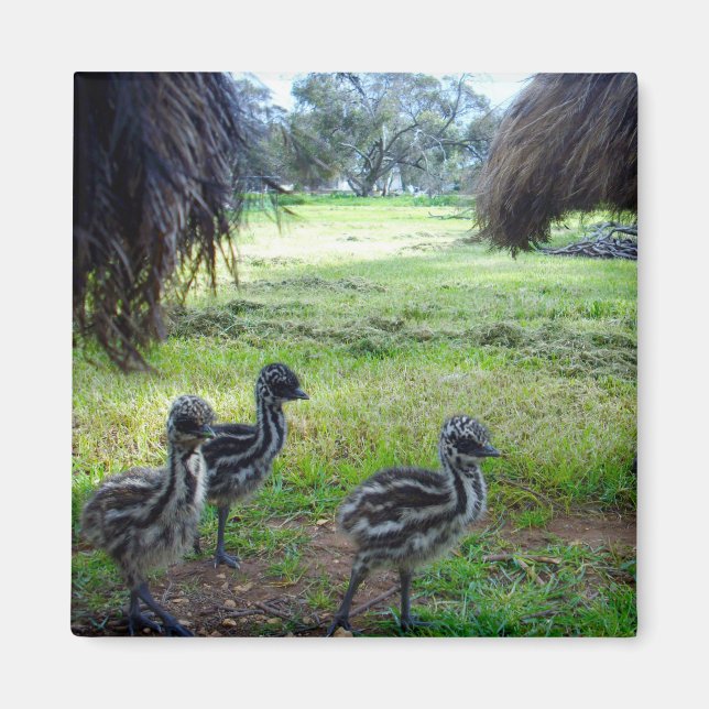 "Feathers of the Future: Three Baby Emu Chicks" Magnet (Front)