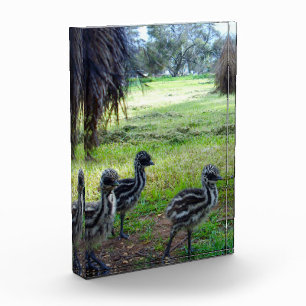 "Feathers of the Future: Three Baby Emu Chicks" Photo Block