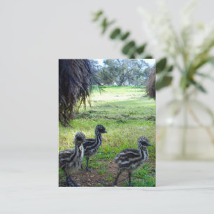 "Feathers of the Future: Three Baby Emu Chicks" Postcard