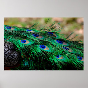 Feathers peacock feathers poster
